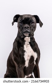 Black And White Boxer Bulldog Mixed Breed Purebred Puppy Dog With Serious Confused Face Looking Up At Camera To The Side Head Tilt Isolated On White Background