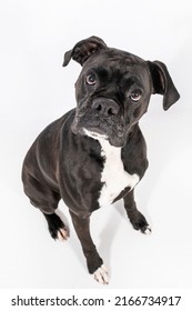 Black And White Boxer Bulldog Mixed Breed Purebred Puppy Dog With Serious Confused Face Looking Up At Camera To The Side Head Tilt Isolated On White Background