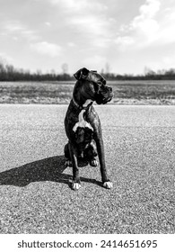 Black and white boxer photo