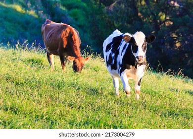 Black white and brown diary milk cows on a cultivated agriculture farmland pasture in Bega valley of Australia.