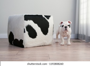 Black And White Bulldog Puppy Dog Stands Beside  Cow Hide Ottoman Square Furniture. He Is Looking Straight Forward