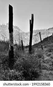 Black And White Burnt Pine Forest