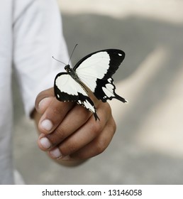 Black and white butterfly landed on a man's hand