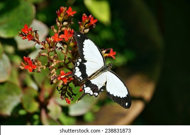 Black And White Butterfly On A Flower In Kipepeo Butterfly Farm, Kenya