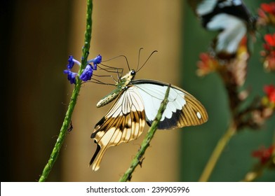 Black And White Butterfly On A Flower In Kipepeo Butterfly Farm, Kenya