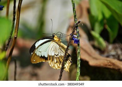 1000 Kenya Butterfly Stock Images Photos Vectors Shutterstock