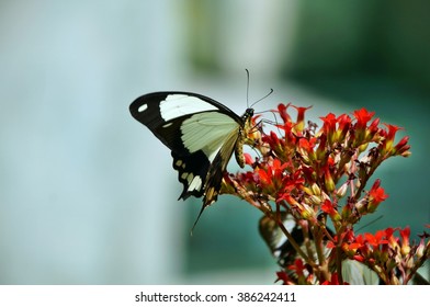 Black And White Butterfly On A Flower In Kipepeo Butterfly Farm, Kenya