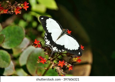 Black And White Butterfly On A Flower In Kipepeo Butterfly Farm, Kenya