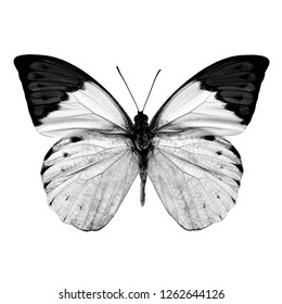 Black White Butterfly Open Wings Top Stock Photo 1262644126 | Shutterstock