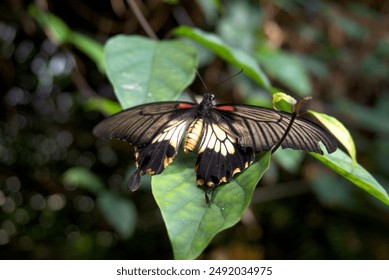 A black and white butterfly resting on a leaf in a garden  - Powered by Shutterstock