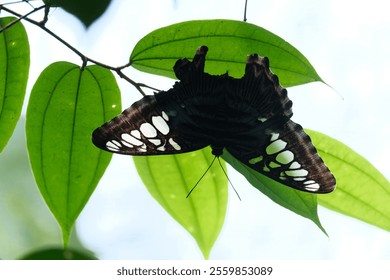 Black and white butterfly resting on leaf in lush forest environment - Powered by Shutterstock