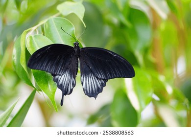 A black and white butterfly rests on a branch, surrounded by vibrant green leaves. The intricate wing details highlight natures beauty, making it ideal for stock image use. - Powered by Shutterstock