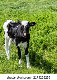 Black And White Calf Grazes In Field. There Is Green Grass Around Calf. Close-up. Spring Rural Landscape. Calf As Representative Of Cattle. Private Farming In Village