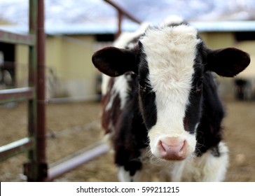 Black and white calf on a dairy farm 
