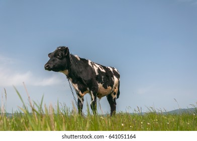 Black and white calf on a green field in a bright sunny day