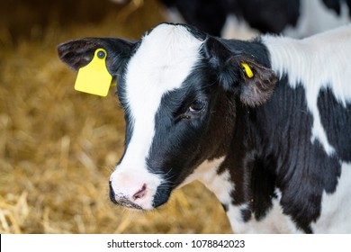 Black and white calf standing in a stable with hay all around and a yellow mark in the ear