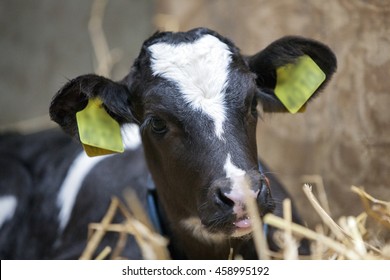 Black And White Calf In Straw Of Barn