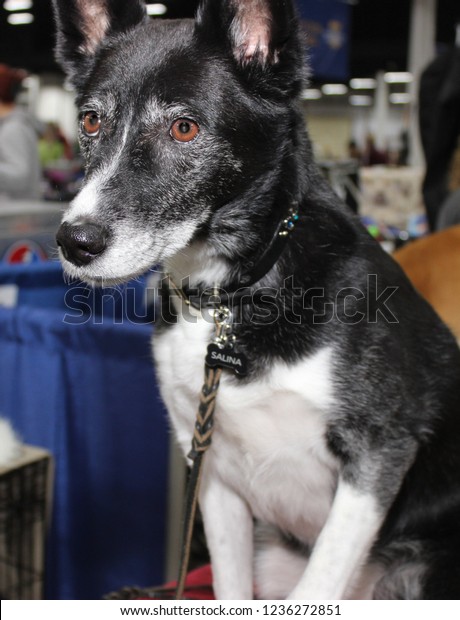 can canaan dog be black