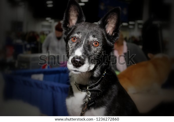 can canaan dog be black