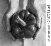 Black and white, capiscum close up, top view. Paprika close up. Giant bell pepper fruit. Female hands holding the large vegetable planted at courtyard garden. 