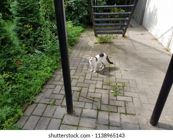 black and white cat - Shutterstock ID 1138965143