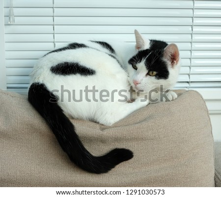 Black and white cat alert on a sofa