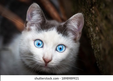 Black and white cat with blue eyes looks at the photographer. - Powered by Shutterstock