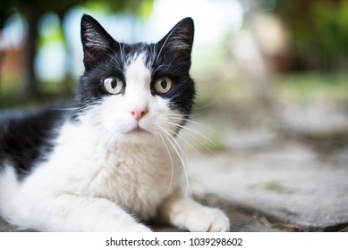 Black And White Cat Close Up, Lake Como, Italy