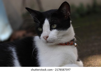 Black And White Cat With Collar Looking Sideways On Blurred Background