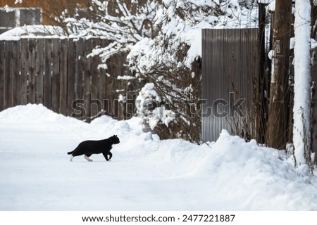 Black white cat is crossing an empty snowy road on a winter day