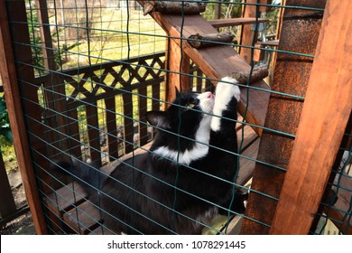 Black And White Cat In A DIY Cat Patio, Aka Catio In Springtime.  It Keeps Your Cat Secure And Exercised Outdoors And Allow Them Fresh Air. Safe Enclosure For A Cat