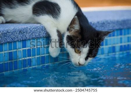 Black and white Cat drinking from pool in the summer