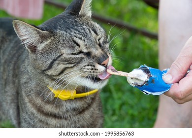 Black And White Cat Eating Ice Cream