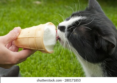 Black And White Cat Eating Ice Cream