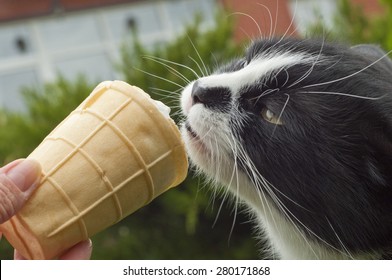 Black And White Cat Eating Ice Cream