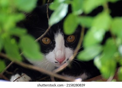 Black  And  White  Cat Face Staring With Fierce Eyes 