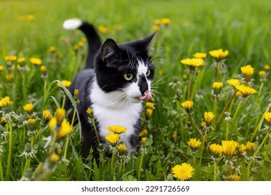A black and white cat in a field of dandelions