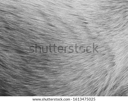 black and white cat fur texture