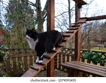 Black And White Cat Going Downstairs In Cat Enclosure Aka Catio, Cat Patio. It Keeps Your Cat Secure And Exercised Outdoors And Allow Them Fresh Air. Springtime Means More Light And Daylight