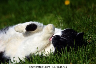 Black and white cat in the grass
 - Shutterstock ID 1373615711