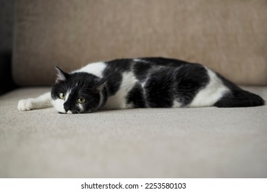 A black and white cat with green eyes lying on his back on a sofa and staring at the camera - Shutterstock ID 2253580103