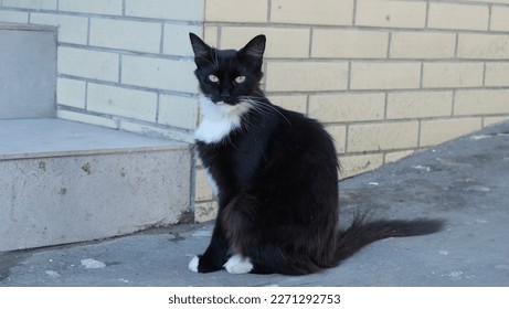 Black and White Cat with Green Eyes Looking at Us