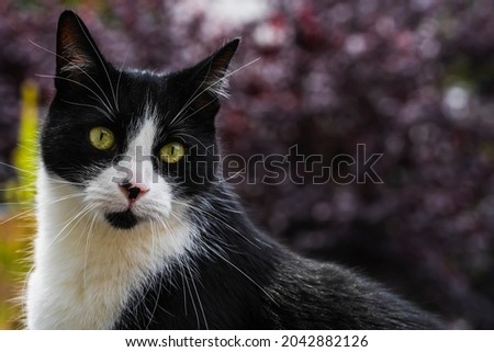 Black and white cat with green eyes sitting in nature