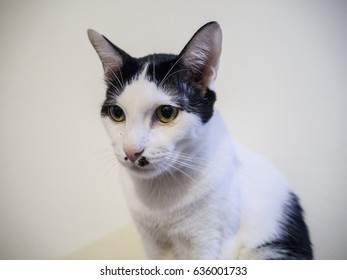 Black White Cat Have Birthmark Nose Stock Photo Edit Now 636001733