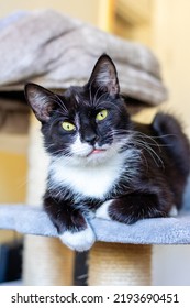 Black And White Cat, Head Tilted, Looking Into The Camera, Yellow Eyes