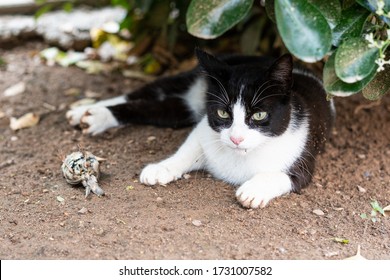 Black and white cat hunting a bird. Wild cat has caught a bird. Cat showing respect for the owner giving a gift. 