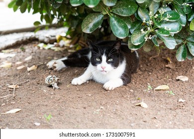 Black and white cat hunting a bird. Wild cat has caught a bird. Cat showing respect for the owner giving a gift. 