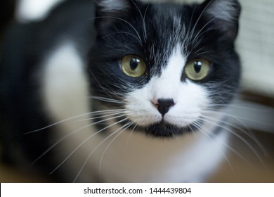 74 Feline immunodeficiency Images, Stock Photos & Vectors | Shutterstock