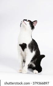 Black And White Cat Isolated On White