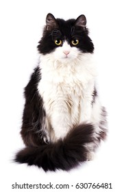 Black And White Cat Isolated On White